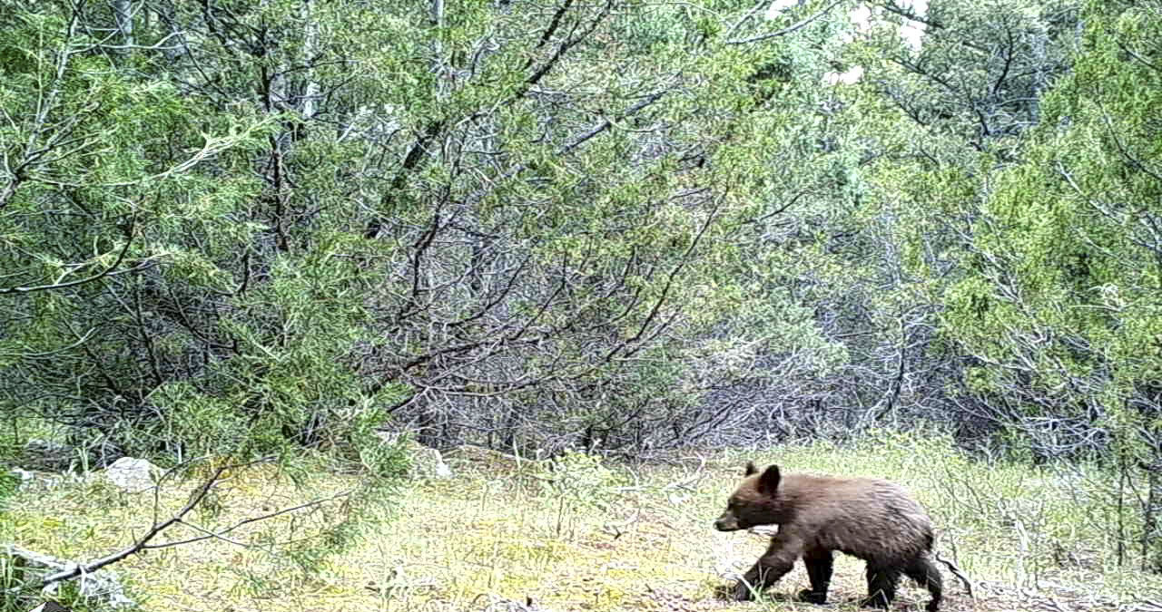 Black bear cub in Virginia City